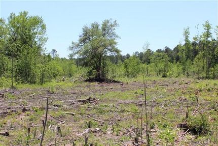 Farm and Ranch in Williamsburg County, South Carolina