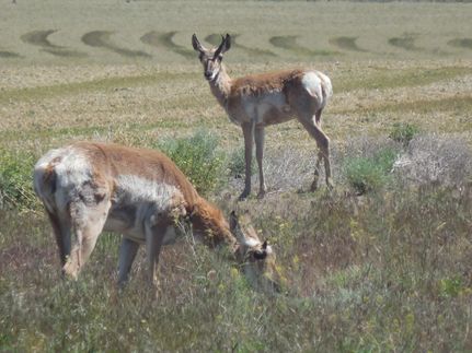 Undeveloped Land in Lake County, Oregon