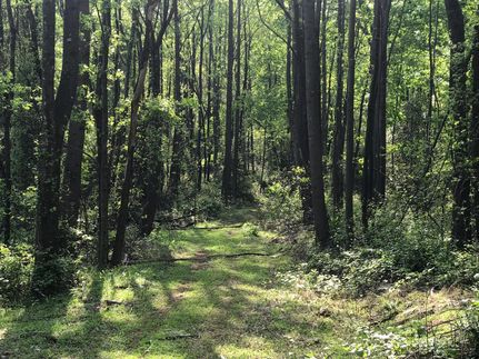 Timberland Property in Wilkes County, North Carolina