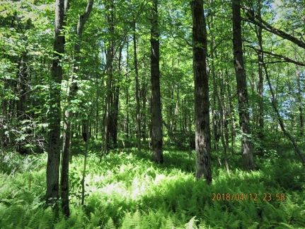Undeveloped Land in Herkimer County, New York
