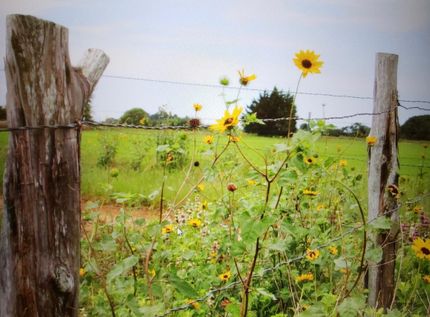 Land in Houston County, Texas
