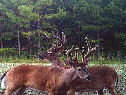 Hunting Property in Colleton County, South Carolina