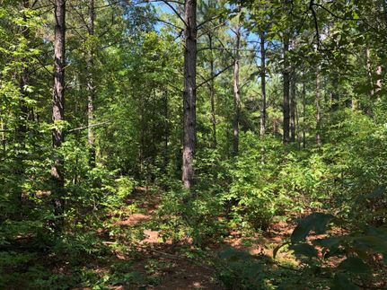 Undeveloped Land in Cass County, Texas