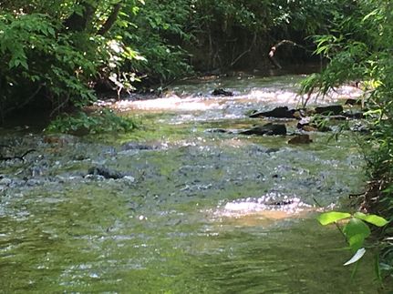 Undeveloped Land in Gilmer County, Georgia
