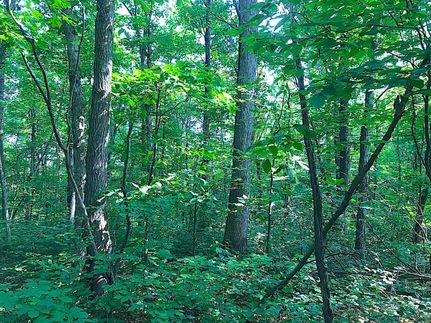 Undeveloped Land in Guernsey County, Ohio