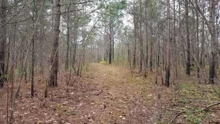 Timberland Property in Clay County, Alabama