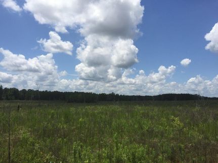 Timberland Property in Pike County, Alabama