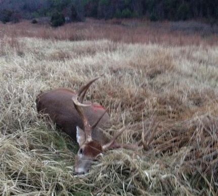 Timberland Property in Le Flore County, Oklahoma