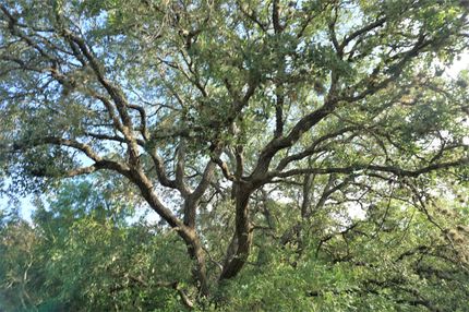 Undeveloped Land in Bee County, Texas