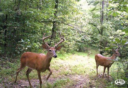 Farm and Ranch in Marshall County, Kentucky