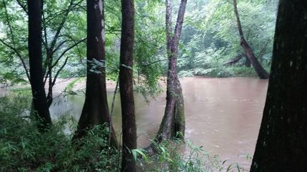 Undeveloped Land in Barbour County, Alabama