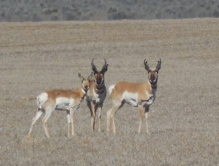 Hunting Property in Lake County, Oregon