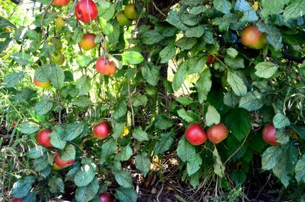 Riverfront Property in Pueblo County, Colorado