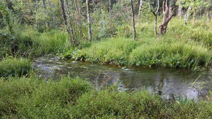 Undeveloped Land in Mobile County, Alabama
