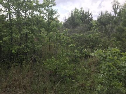 Timberland Property in Grant County, Arkansas