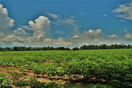 Timberland Property in Etowah County, Alabama