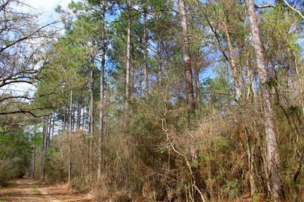 Hunting Property in Baldwin County, Alabama