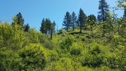 Undeveloped Land in Columbia County, Washington