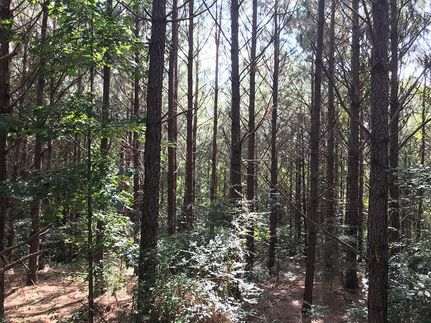 Timberland Property in Jasper County, Mississippi