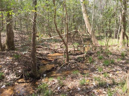 Timberland Property in Pike County, Alabama