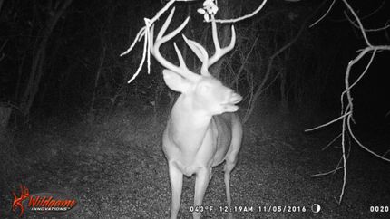 Timberland Property in Johnson County, Illinois
