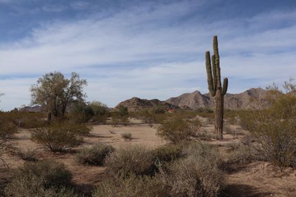 Timberland Property in Pinal County, Arizona