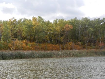 Homesite in Bottineau County, North Dakota
