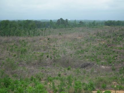 Timberland Property in Attala County, Mississippi