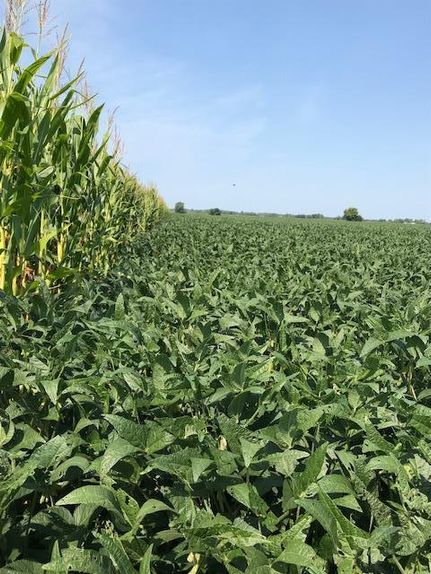 Farm and Ranch in Mason County, Illinois