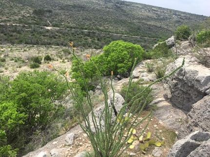 Timberland Property in Crockett County, Texas