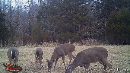Land in Douglas County, Missouri