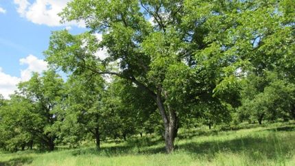 Land in Lamar County, Texas