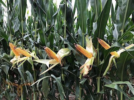Farm and Ranch in Jackson County, Illinois