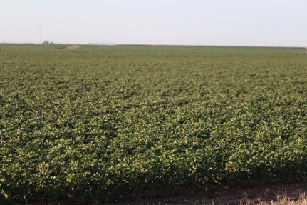 Farm and Ranch in Hale County, Texas