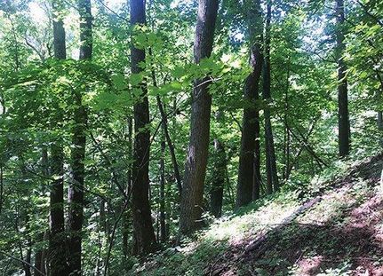 Undeveloped Land in Franklin County, Virginia