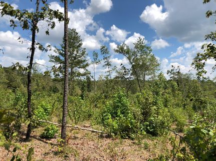 Recreational Property in Cass County, Texas