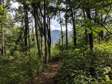 Undeveloped Land in Buncombe County, North Carolina