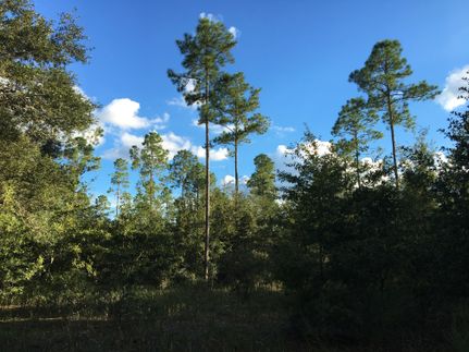 Land in Lafayette County, Florida