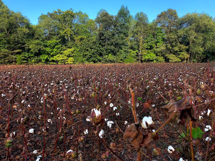 Timberland Property in Fayette County, Tennessee