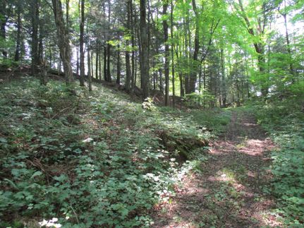Timberland Property in Price County, Wisconsin