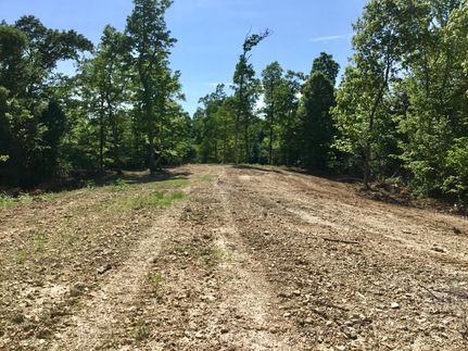 Undeveloped Land in Trigg County, Kentucky