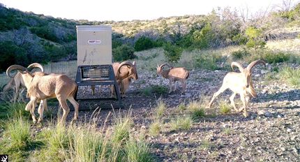 Hunting Property in Val Verde County, Texas