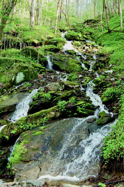 Farm and Ranch in Madison County, North Carolina