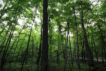 Timberland Property in Polk County, Wisconsin