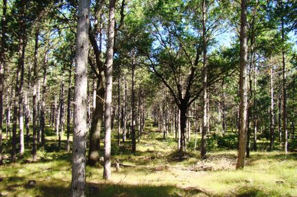 Timberland Property in Adams County, Wisconsin