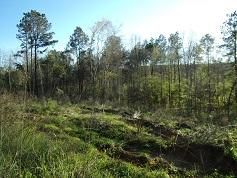 Recreational Property in Sabine Parish, Louisiana