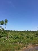 Undeveloped Land in Calcasieu Parish, Louisiana