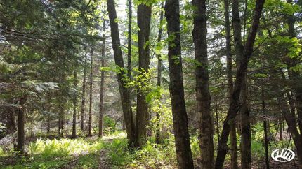 Undeveloped Land in Ashland County, Wisconsin