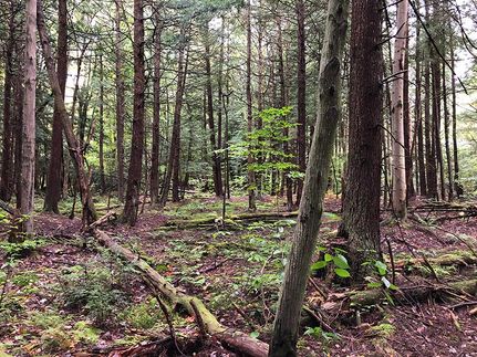 Hunting Property in Chautauqua County, New York