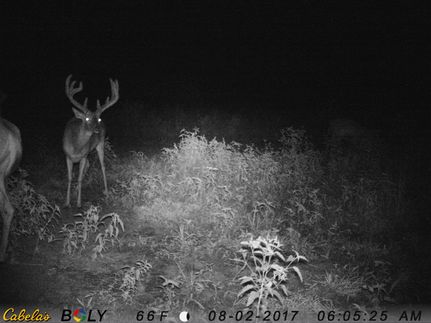 Land in Polk County, Texas